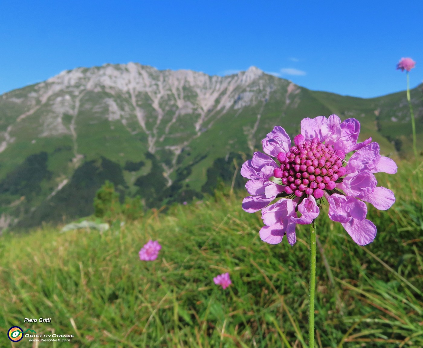 11 Bel fiore di Knautia con vista in Cima Menna.JPG